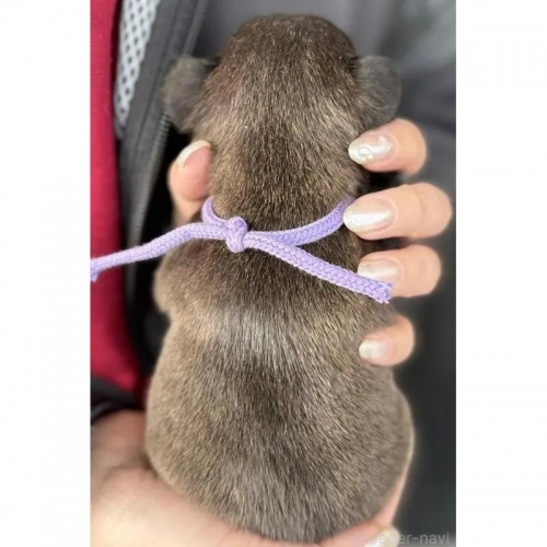 �t�����`�u���h�b�O�̎q���iID:1285411065�j��4���ڂ̎ʐ^/�X�V��:2026-01-22