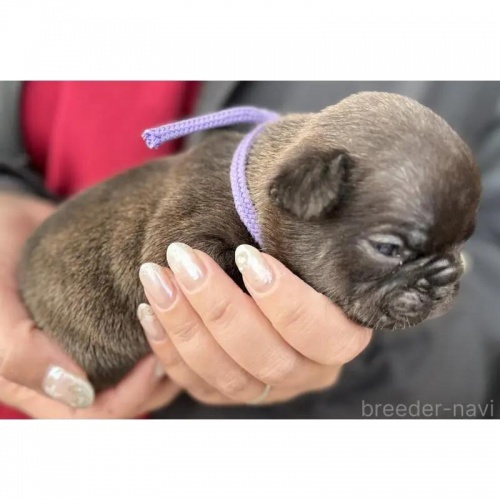 �t�����`�u���h�b�O�̎q���iID:1285411065�j��5���ڂ̎ʐ^/�X�V��:2026-01-22