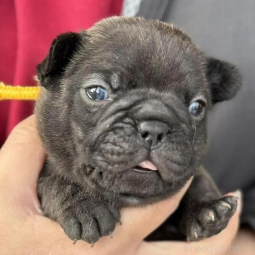 �t�����`�u���h�b�O�̎q���iID:1285411066�j��1���ڂ̎ʐ^/�X�V��:2026-01-22