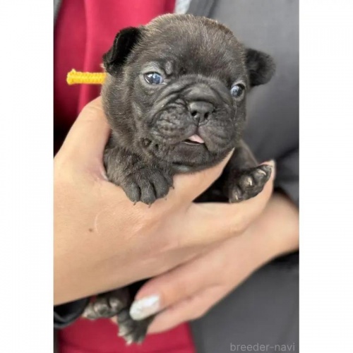 �t�����`�u���h�b�O�̎q���iID:1285411066�j��2���ڂ̎ʐ^/�X�V��:2026-01-22