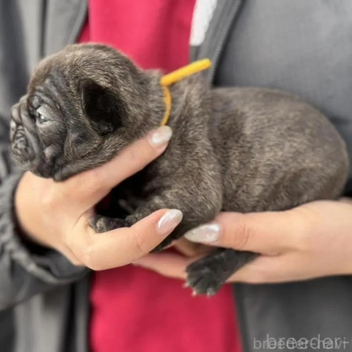 �t�����`�u���h�b�O�̎q���iID:1285411066�j��3���ڂ̎ʐ^/�X�V��:2026-01-22