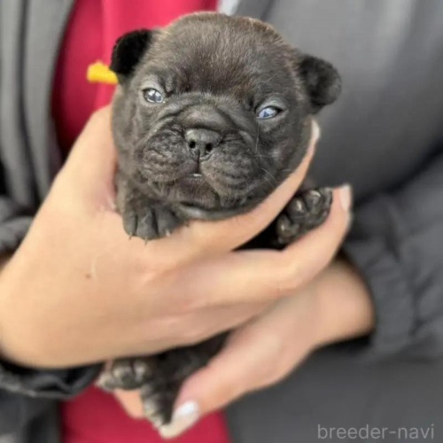 �t�����`�u���h�b�O�̎q���iID:1285411066�j��4���ڂ̎ʐ^/�X�V��:2026-01-22