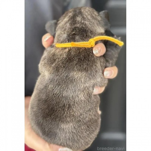 �t�����`�u���h�b�O�̎q���iID:1285411066�j��5���ڂ̎ʐ^/�X�V��:2026-01-22