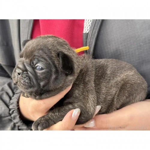 �t�����`�u���h�b�O�̎q���iID:1285411066�j��6���ڂ̎ʐ^/�X�V��:2026-01-22