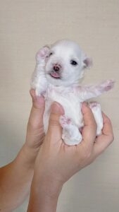 マルチーズの子犬（ID:1286611001）の1枚目の写真/更新日:2022-08-10