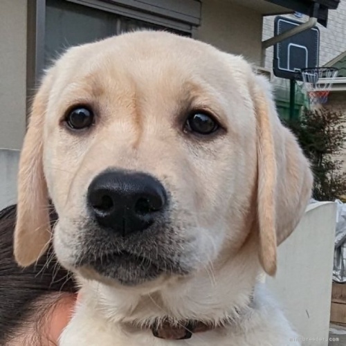 ラブラドールレトリバーの子犬（ID:1287011001）の1枚目の写真/更新日:2022-12-16