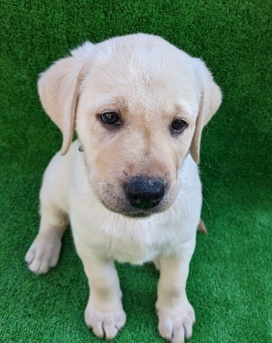 ラブラドールレトリバーの子犬（ID:1287011002）の1枚目の写真/更新日:2022-12-16