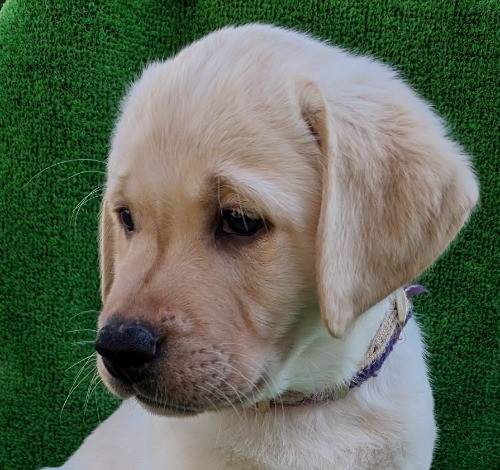 ラブラドールレトリバーの子犬（ID:1287011002）の2枚目の写真/更新日:2022-12-16