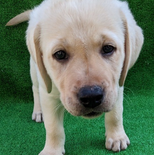 ラブラドールレトリバーの子犬（ID:1287011002）の3枚目の写真/更新日:2022-12-16