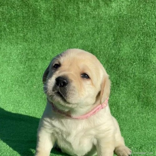 ���u���h�[�����g���o�[�̎q���iID:1287011013�j��1���ڂ̎ʐ^/�X�V��:2026-01-15