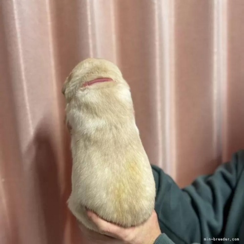 ���u���h�[�����g���o�[�̎q���iID:1287011013�j��2���ڂ̎ʐ^/�X�V��:2026-01-15