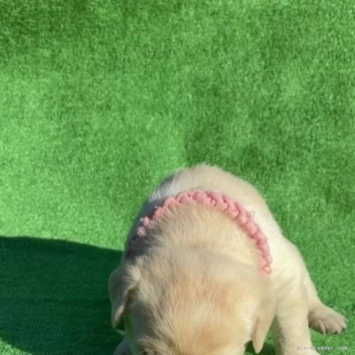 ���u���h�[�����g���o�[�̎q���iID:1287011013�j��3���ڂ̎ʐ^/�X�V��:2026-01-15