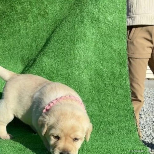 ���u���h�[�����g���o�[�̎q���iID:1287011013�j��4���ڂ̎ʐ^/�X�V��:2026-01-15