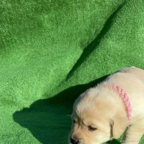 ���u���h�[�����g���o�[�̎q���iID:1287011013�j��5���ڂ̎ʐ^/�X�V��:2026-01-15