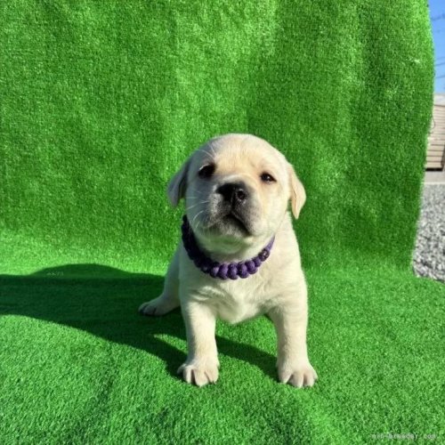 ���u���h�[�����g���o�[�̎q���iID:1287011014�j��1���ڂ̎ʐ^/�X�V��:2026-01-15