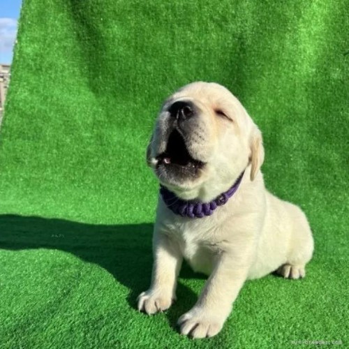 ���u���h�[�����g���o�[�̎q���iID:1287011014�j��3���ڂ̎ʐ^/�X�V��:2026-01-15