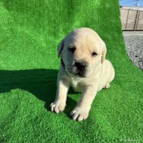 ���u���h�[�����g���o�[�̎q���iID:1287011014�j��4���ڂ̎ʐ^/�X�V��:2026-01-15