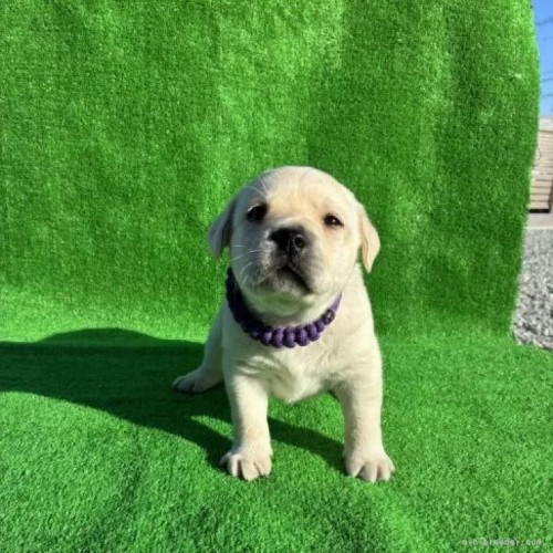 ���u���h�[�����g���o�[�̎q���iID:1287011014�j��5���ڂ̎ʐ^/�X�V��:2026-01-15