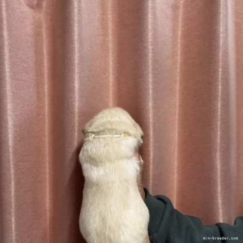 ���u���h�[�����g���o�[�̎q���iID:1287011015�j��2���ڂ̎ʐ^/�X�V��:2026-01-15