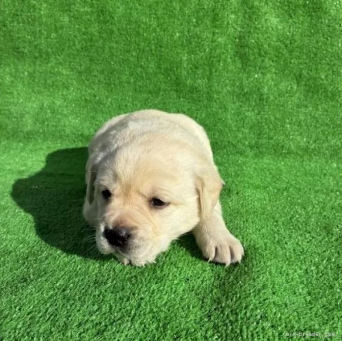 ���u���h�[�����g���o�[�̎q���iID:1287011015�j��3���ڂ̎ʐ^/�X�V��:2026-01-15