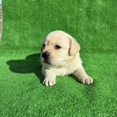 ���u���h�[�����g���o�[�̎q���iID:1287011015�j��4���ڂ̎ʐ^/�X�V��:2026-01-15