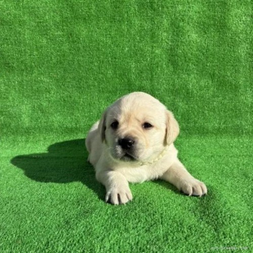 ���u���h�[�����g���o�[�̎q���iID:1287011015�j��5���ڂ̎ʐ^/�X�V��:2026-01-15