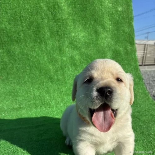 ���u���h�[�����g���o�[�̎q���iID:1287011016�j��1���ڂ̎ʐ^/�X�V��:2026-01-15