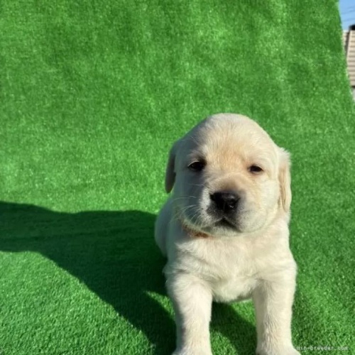 ���u���h�[�����g���o�[�̎q���iID:1287011016�j��3���ڂ̎ʐ^/�X�V��:2026-01-15