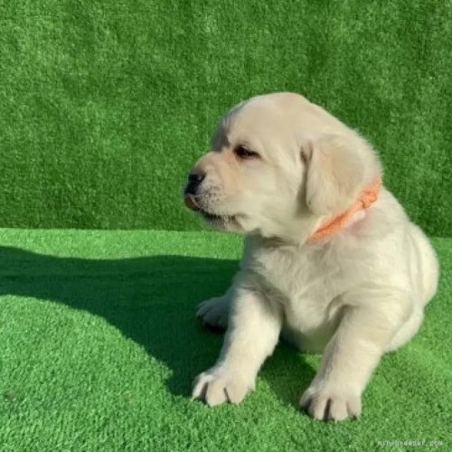 ���u���h�[�����g���o�[�̎q���iID:1287011016�j��5���ڂ̎ʐ^/�X�V��:2026-01-15