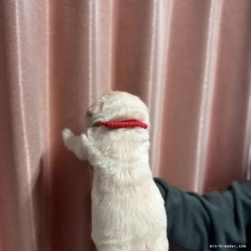 ���u���h�[�����g���o�[�̎q���iID:1287011017�j��2���ڂ̎ʐ^/�X�V��:2026-01-15