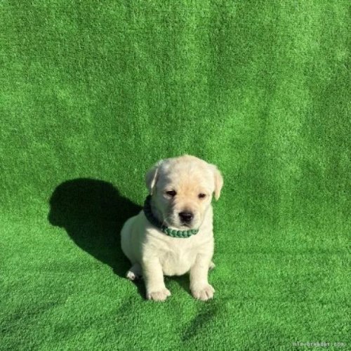 ���u���h�[�����g���o�[�̎q���iID:1287011017�j��3���ڂ̎ʐ^/�X�V��:2026-01-15