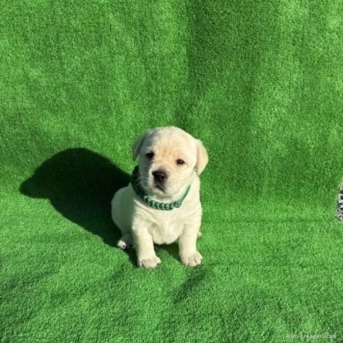 ���u���h�[�����g���o�[�̎q���iID:1287011017�j��4���ڂ̎ʐ^/�X�V��:2026-01-15