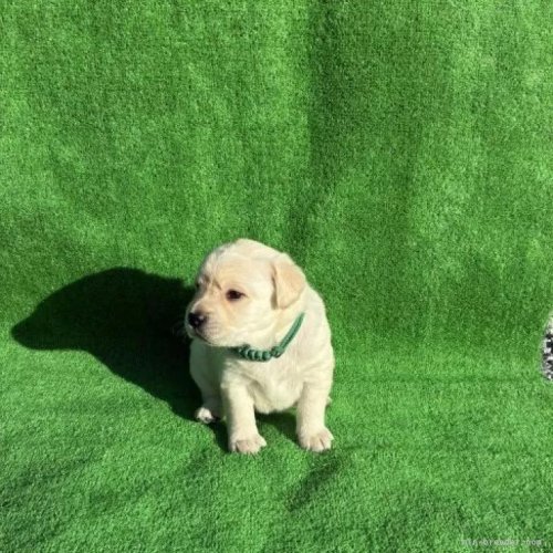 ���u���h�[�����g���o�[�̎q���iID:1287011017�j��5���ڂ̎ʐ^/�X�V��:2026-01-15