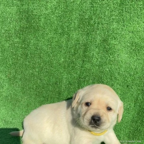 ���u���h�[�����g���o�[�̎q���iID:1287011018�j��1���ڂ̎ʐ^/�X�V��:2026-01-15