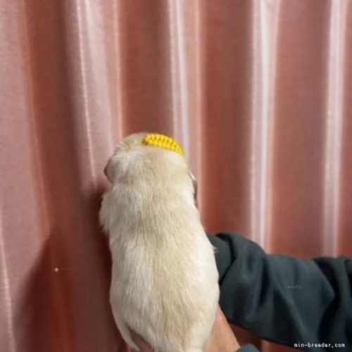 ���u���h�[�����g���o�[�̎q���iID:1287011018�j��2���ڂ̎ʐ^/�X�V��:2026-01-15