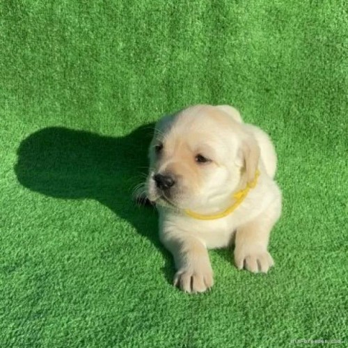 ���u���h�[�����g���o�[�̎q���iID:1287011018�j��4���ڂ̎ʐ^/�X�V��:2026-01-15