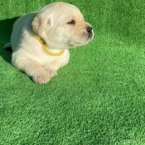 ���u���h�[�����g���o�[�̎q���iID:1287011018�j��5���ڂ̎ʐ^/�X�V��:2026-01-15