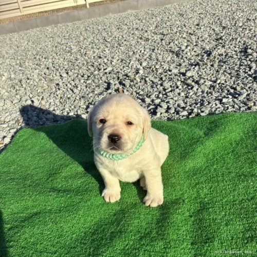 ���u���h�[�����g���o�[�̎q���iID:1287011019�j��1���ڂ̎ʐ^/�X�V��:2026-01-15