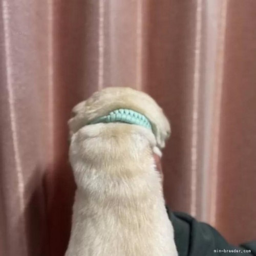 ���u���h�[�����g���o�[�̎q���iID:1287011019�j��2���ڂ̎ʐ^/�X�V��:2026-01-15