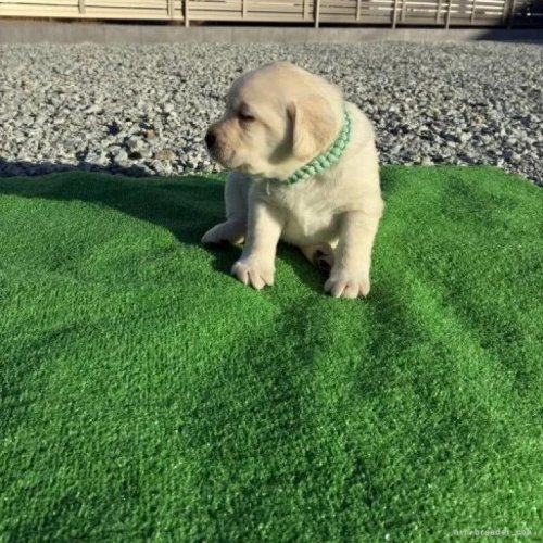 ���u���h�[�����g���o�[�̎q���iID:1287011019�j��4���ڂ̎ʐ^/�X�V��:2026-01-15