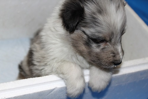 シェットランドシープドッグの子犬（ID:1287311001）の3枚目の写真/更新日:2023-01-09