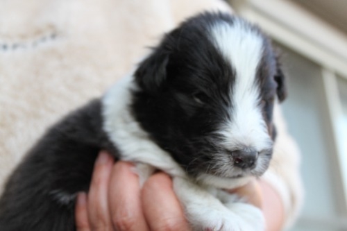 シェットランドシープドッグの子犬（ID:1287311002）の3枚目の写真/更新日:2023-01-09