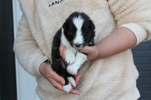 シェットランドシープドッグの子犬（ID:1287311002）の4枚目の写真/更新日:2023-01-09