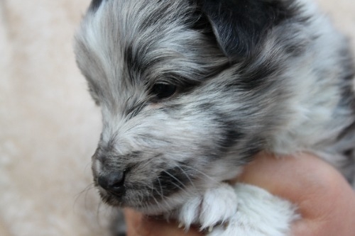 シェットランドシープドッグの子犬（ID:1287311003）の1枚目の写真/更新日:2023-01-09