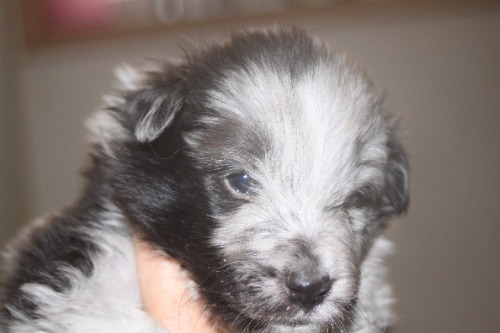 シェットランドシープドッグの子犬（ID:1287311003）の4枚目の写真/更新日:2023-01-09