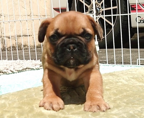 フレンチブルドッグの子犬（ID:1287811001）の2枚目の写真/更新日:2023-05-27