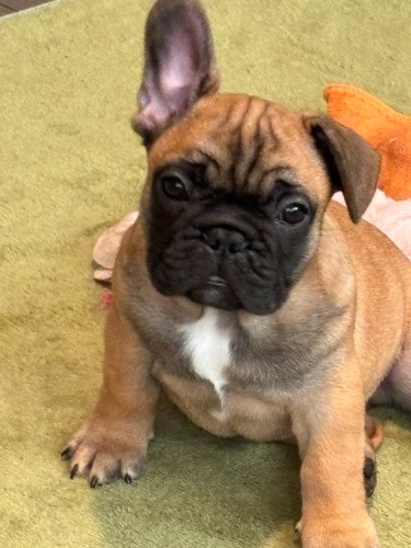 フレンチブルドッグの子犬(ID:1287811019)の1枚目の写真/更新日:2025-05-02