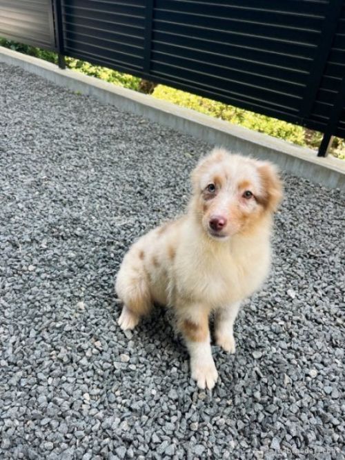 オーストラリアン・シェパードの子犬（ID:1288311006）の3枚目の写真/更新日:2023-09-18