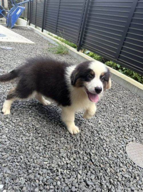 オーストラリアン・シェパードの子犬（ID:1288311008）の3枚目の写真/更新日:2023-09-05