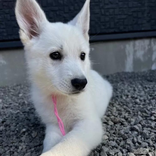 zCgEVFp[h̎qiID:1288311054j1ڂ̎ʐ^/XV:2025-10-22